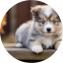 Mini Pomskydoodle Puppy For Sale - Lone Star Pups